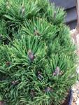  PINUS MUGHUS PICOBELLO CLT. 10 Havasi törpefenyõ