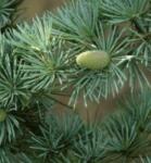  Cedrus atlantica CLT18 100/125