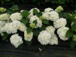  Hydrangea macr. 'Schneeball' CLT3
