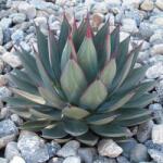  Agave 'Blue Ember' LV12