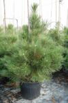  Pinus nigra var. 'Austriaca' CLT110