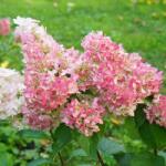  HYDRANGEA PANICULATA SUNDAE FRAISE (R) CLT. 3 Hortenzia