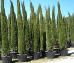  CUPRESSUS SEMPERV. PYRAMIDALIS CLT. 12 125/150 Piramisos örökzöld ciprus