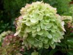  HYDRANGEA PANICULATA LITTLE LIME (R) CLT. 10 Hortenzia