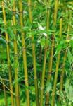 BAMBUSA BISSETII CLT. 18 150/200 Törpe bambusz