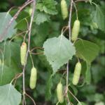 Betula alba CLT18 ÚTSORFA