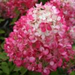  HYDRANGEA PANICULATA DIAMANT ROUGE (R) CLT. 3 Hortenzia