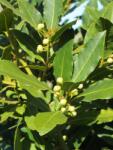  Laurus nobilis CLT18 35/40 1/2T