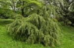  CEDRUS DEODARA ROBUSTA CLT. 25 125/150 Himalájai cédrus