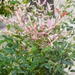  NANDINA DOMESTICA TWILIGHT (R) CLT. 3 Japán szentfa