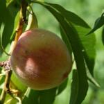  PRUNUS PERSICA NANA BONANZA CLT. 10 MINI STANDARD Õszibarack