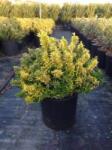 EUONYMUS PULCH. AUREOVARIEGATUS CLT. 15 BALL Kislevelű törpe kecskerágó