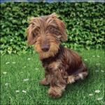 Ambiente Toon papírszalvéta 33x33cm, 20db-os - szep-otthon