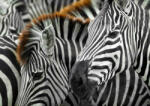 Enjoy 2103 - Zebras - 1000 db-os puzzle (2103)