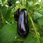 HEKTAR Minerva padlizsán 500 szem