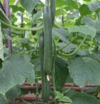 HEKTAR Columna kígyóuborka 500 szem