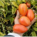 Bayer Seminte tomate Chelse F1(Ex Veloz)(1000 seminte), Seminis
