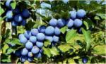 Pom Fruct Prun Cacanska Lepotica (Pachet 10 bucati) (PF)