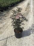  SAMBUCUS NIGRA BLACK LACE (R) CLT. 10 szeldelt bordó levelű bodza