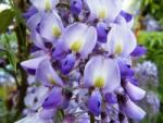  WISTERIA FLORIBUNDA ROYAL PURPLE CLT. 55 500/600 lilaakác