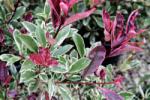  PHOTINIA FRASERI PINK MARBLE (R) CLT. 10 rózsaszín tarkalevelű korallberkenye