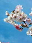  PRUNUS SUBHIRTELLA AUTUMNALIS CLT. 10 higan díszcseresznye