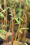  Fargesia jiuzhaigou CLT15 magas bambusz
