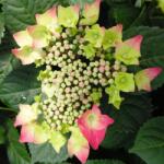  HYDRANGEA MACROPHYLLA FRISBEE (R) CLT. 10 hortenzia