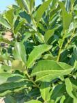  PRUNUS LAUROCERASUS FONTANETTE CLT. 55 200/250 babérmeggy