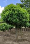  Robinia pse. 'Umbraculifera' CLT18 fehér akác
