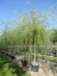  Salix babylonica 'Aurea' CLT18 8/10 babiloni szomorúfűz