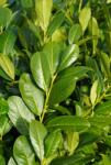  PRUNUS LAUROCERASUS LV 9 MINI STANDARD babérmeggy