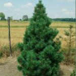  PINUS MUGO COLUMNARIS CLT. 18 törpefenyõ