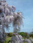  WISTERIA FLORIBUNDA MACROBOTRYS CLT. 3 150/200 lilaakác