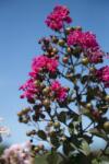  LAGERSTROEMIA INDICA PINK VELOUR (R) LV 9 MINI STANDARD kínai selyemmirtusz