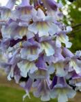  PAULOWNIA FORTUNEI FAST BLUE (R) CLT. 18 8/10 STANDARD császárfa (csak áruházi átvétellel)