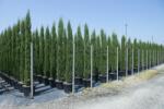  CUPRESSUS SEMPERVIRENS TOTEM CLT. 12 európai ciprus