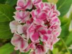  HYDRANGEA MACROPHYLLA CANDY HEART (R) CLT. 10 hortenzia