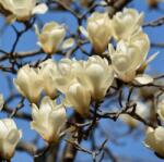 Magnolia denudata 'Yulan' LV9 jülan liliomfa