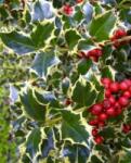  Ilex aq. 'Variegatum' CLT18 80/100 közönséges magyal