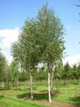 Betula utilis 'Dorembos' CLT18 himalájai nyír