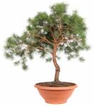  Pinus sylvestris Bonsai Clt 90 erdeifenyõ