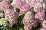  HYDRANGEA PANICULATA MAGICAL CANDLE (R) CLT. 10 hortenzia