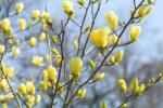 Magnolia acum. 'Yellow Bird' CLT18 hegyeslevelű liliomfa