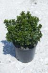  ILEX MESERVEAE LITTLE RASCAL (R) CLT. 10 magyal