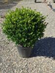  BUXUS MICROPHYLLA FAULKNER CLT. 15 CONE kislevelű puszpáng, buxus