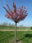  Prunus ser. 'Kanzan' CLT15 STANDARD japáncseresznye