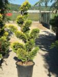  Cupr. ley. 'CG' CLT45 BONSAI leylandi ciprus