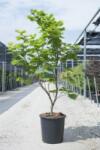 Acer JAPONICUM VITIFOLIUM CLT. 18 zöldlevelű japán juhar