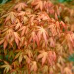  Acer palm. 'Katsura' CLT30 japán juhar